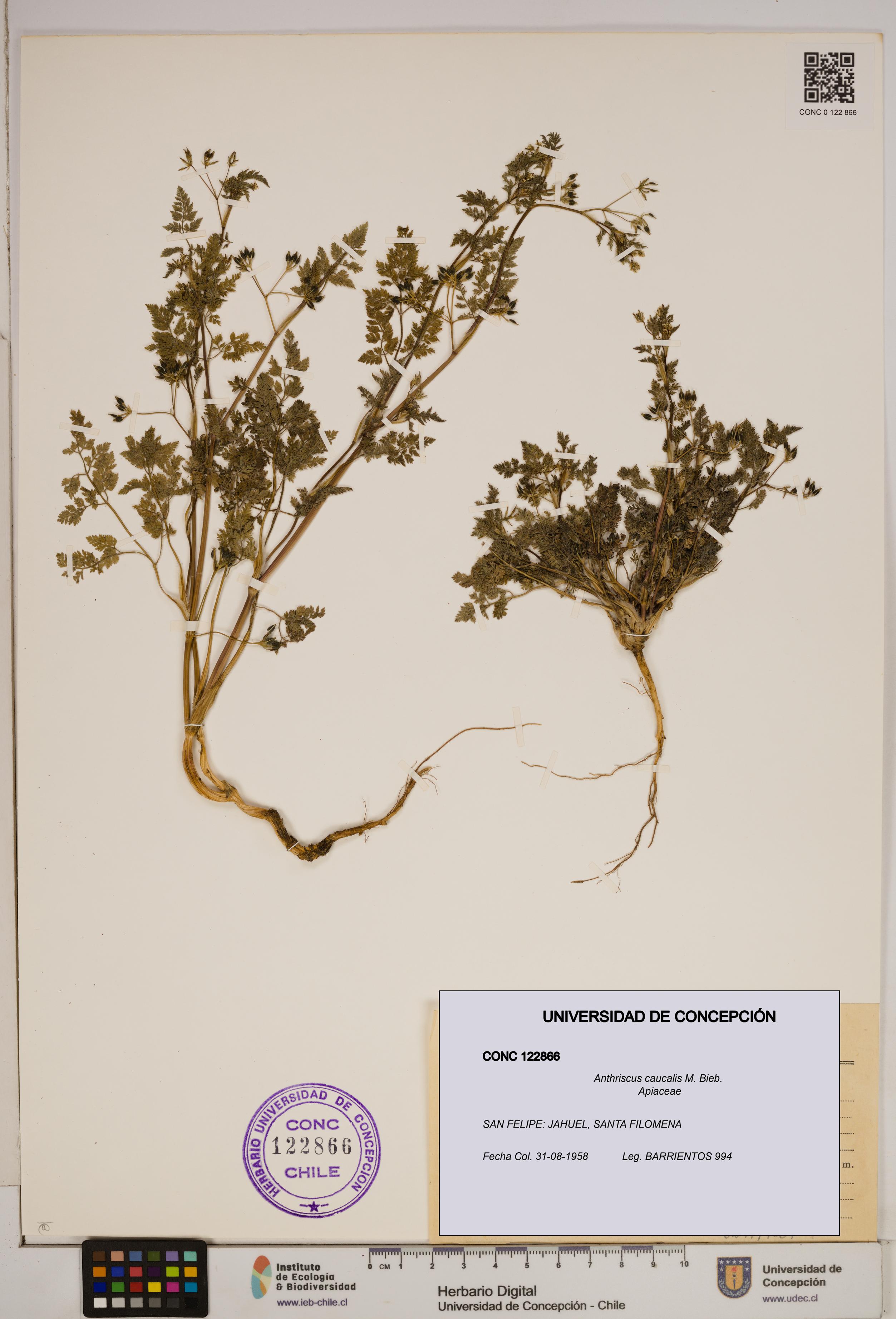 Anthriscus caucalis [Espécimen: ]