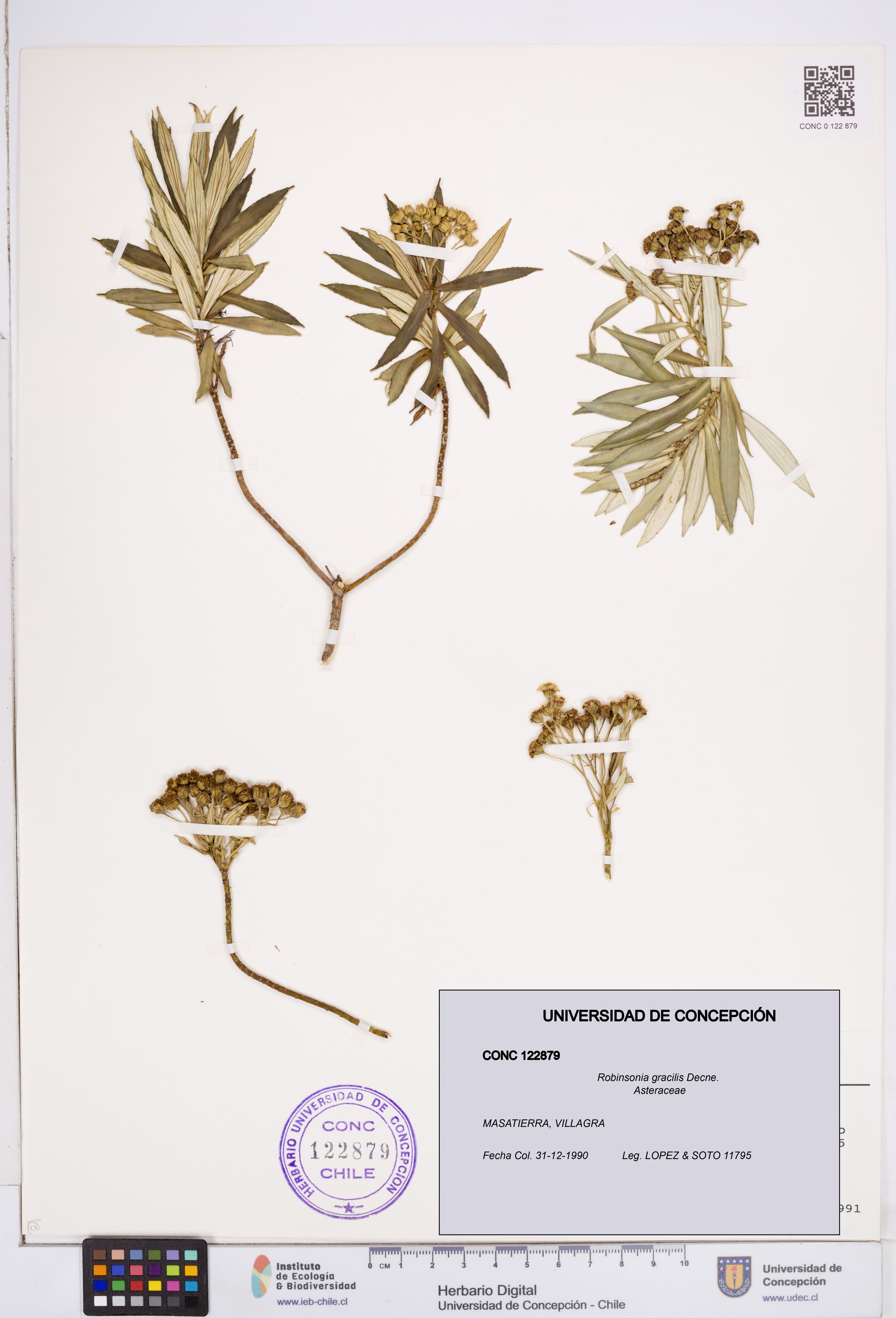 Robinsonia gracilis [Espécimen: ]
