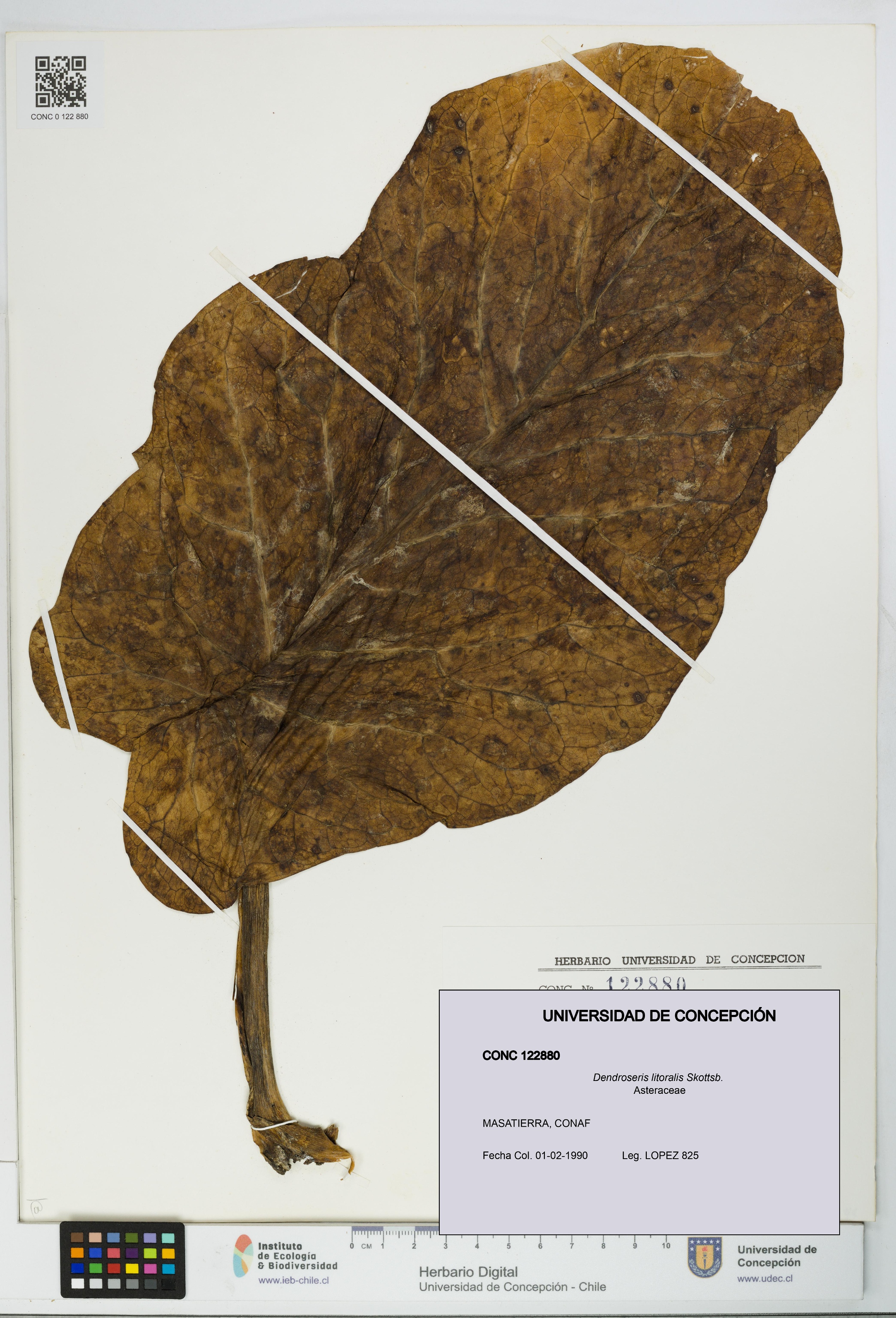 Dendroseris litoralis [Espécimen: UDEC:CONC:0122880]