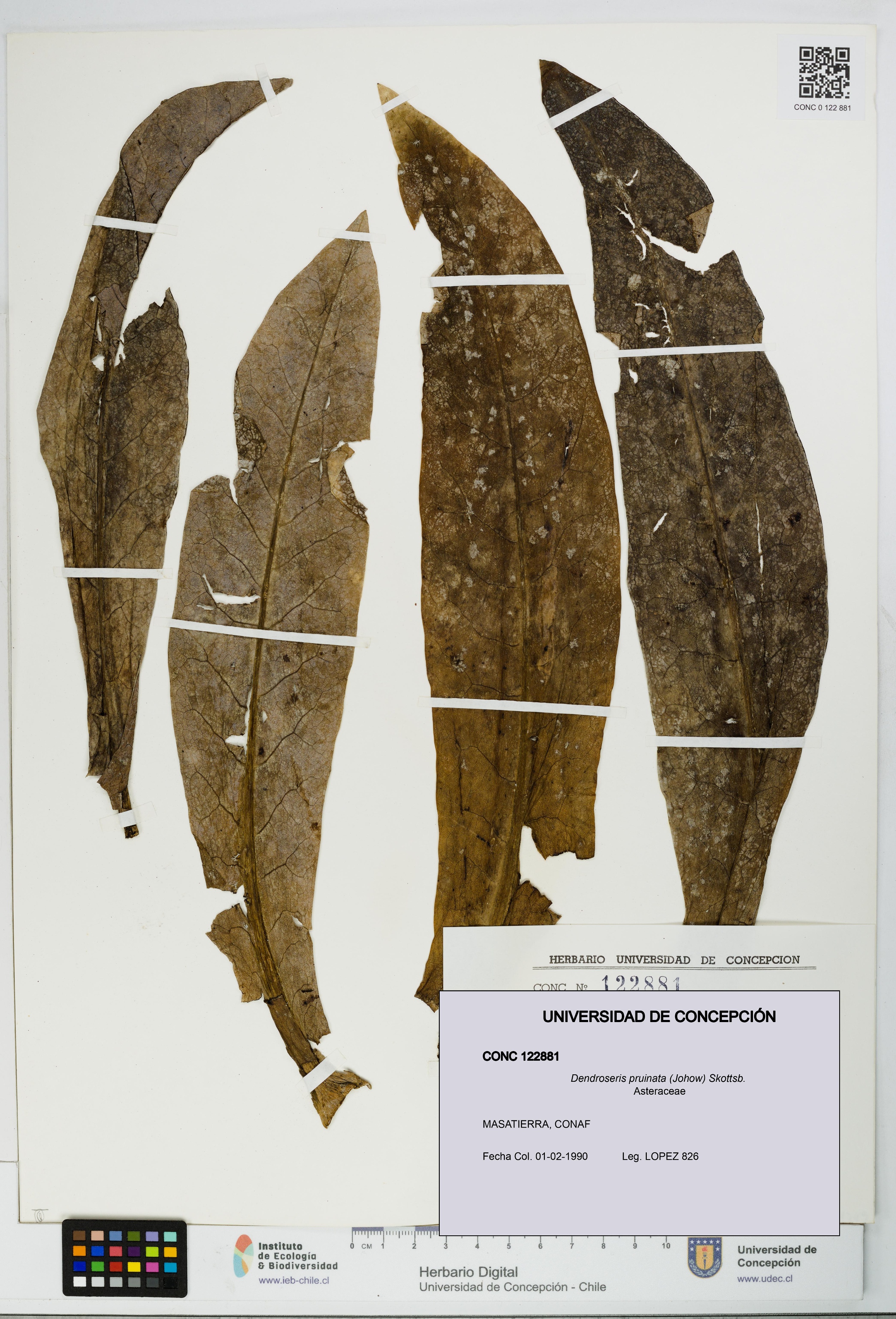Dendroseris pruinata [Espécimen: UDEC:CONC:0122881]