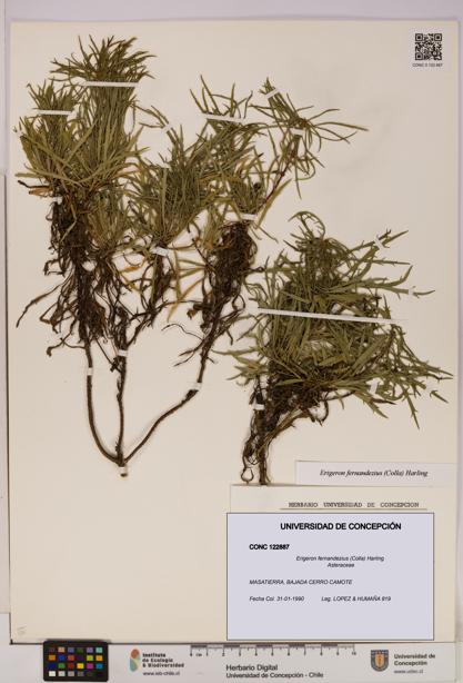 Erigeron fernandezius [Espécimen: UDEC:CONC:0122887]