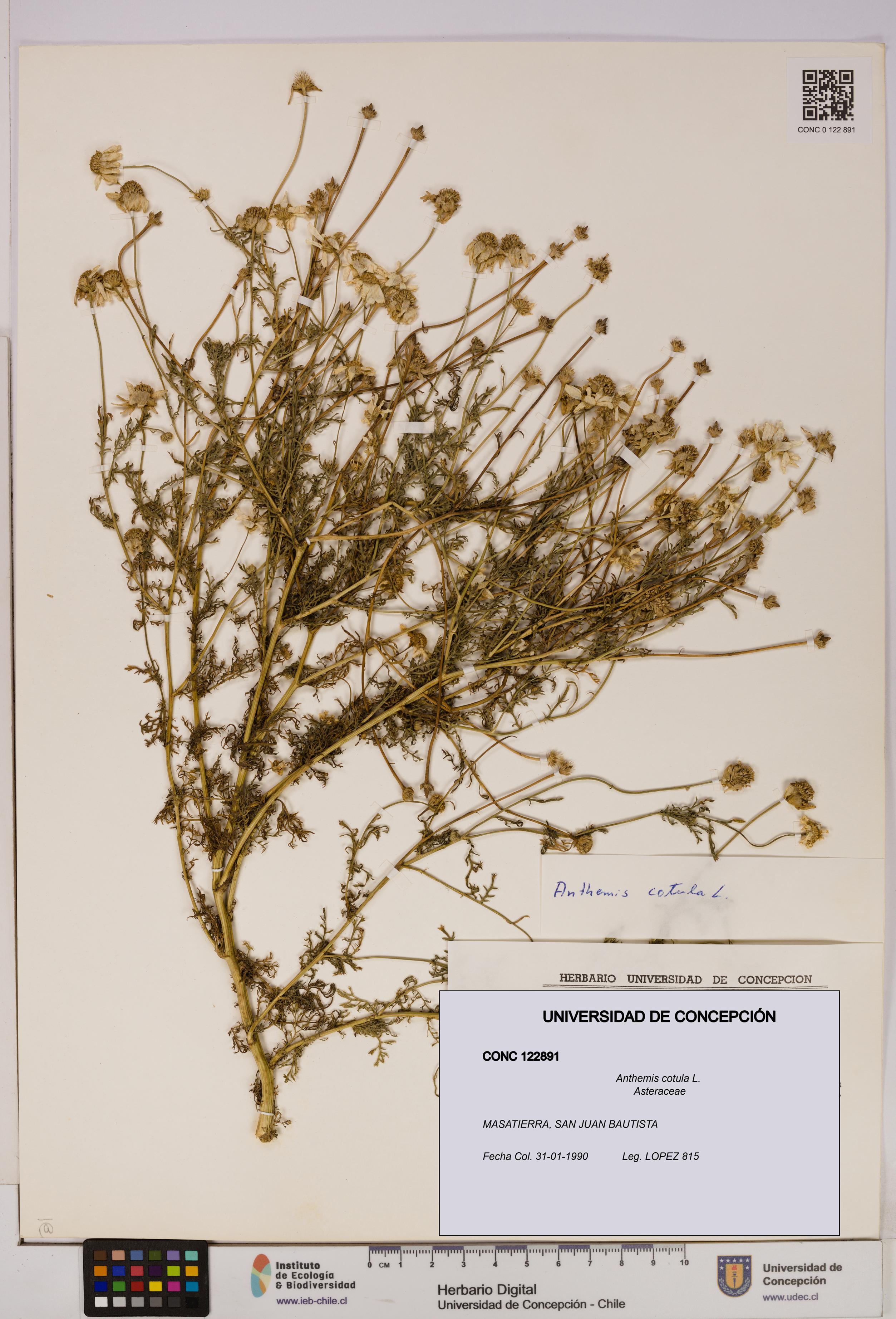 Anthemis cotula [Espécimen: UDEC:CONC:0122891]
