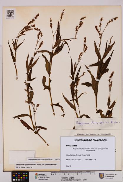Polygonum hydropiperoides var. hydropiperoides [Espécimen: UDEC:CONC:0122892]