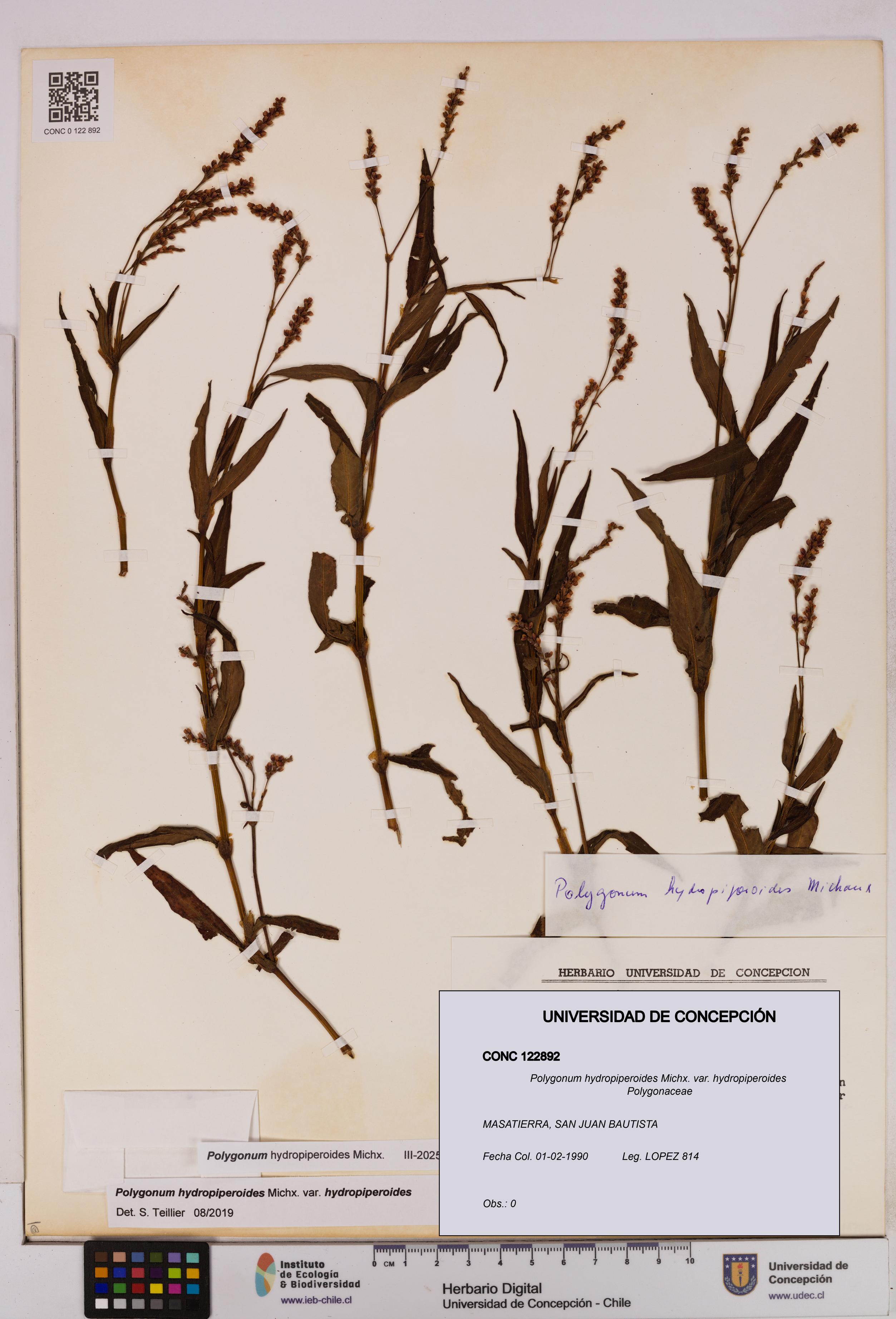 Polygonum hydropiperoides var. hydropiperoides [Espécimen: UDEC:CONC:0122892]