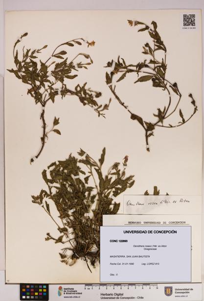 Oenothera rosea [Espécimen: UDEC:CONC:0122893]
