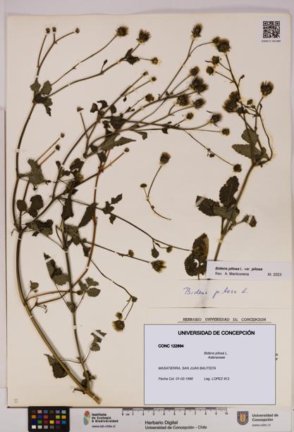 Bidens pilosa [Espécimen: UDEC:CONC:0122894]