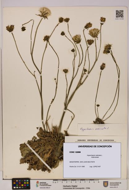 Hypochaeris radicata [Espécimen: UDEC:CONC:0122899]