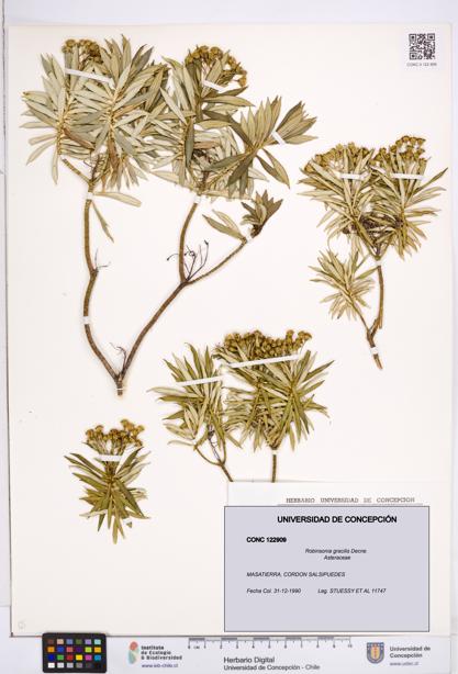 Robinsonia gracilis [Espécimen: ]