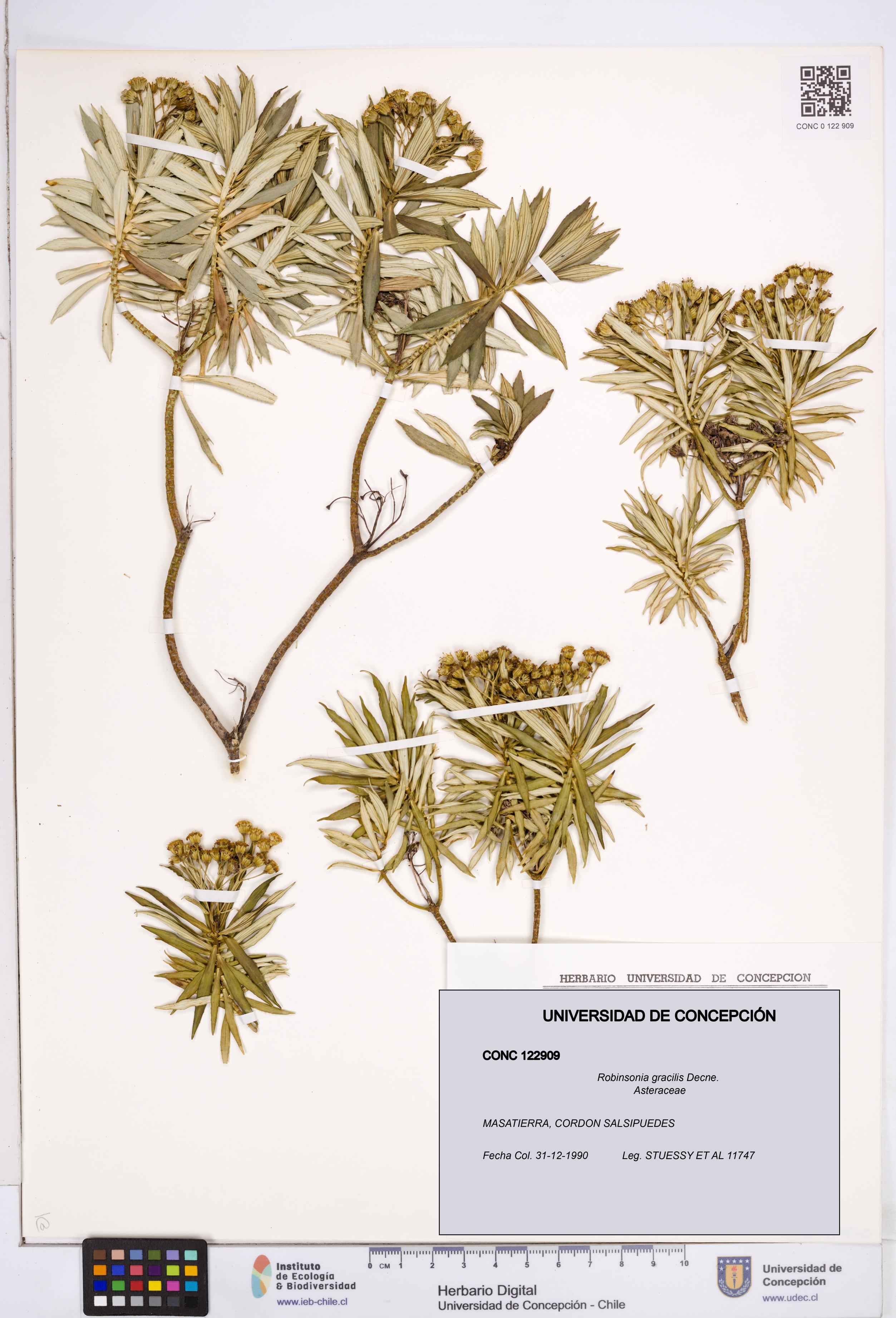 Robinsonia gracilis [Espécimen: ]