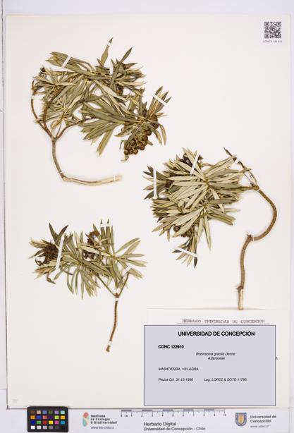 Robinsonia gracilis [Espécimen: ]