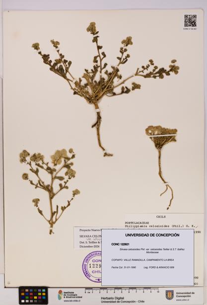 Silvaea celosioides var. celosioides [Espécimen: UDEC:CONC:0122921]