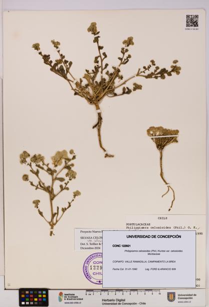 Philippiamra celosioides [Espécimen: ]