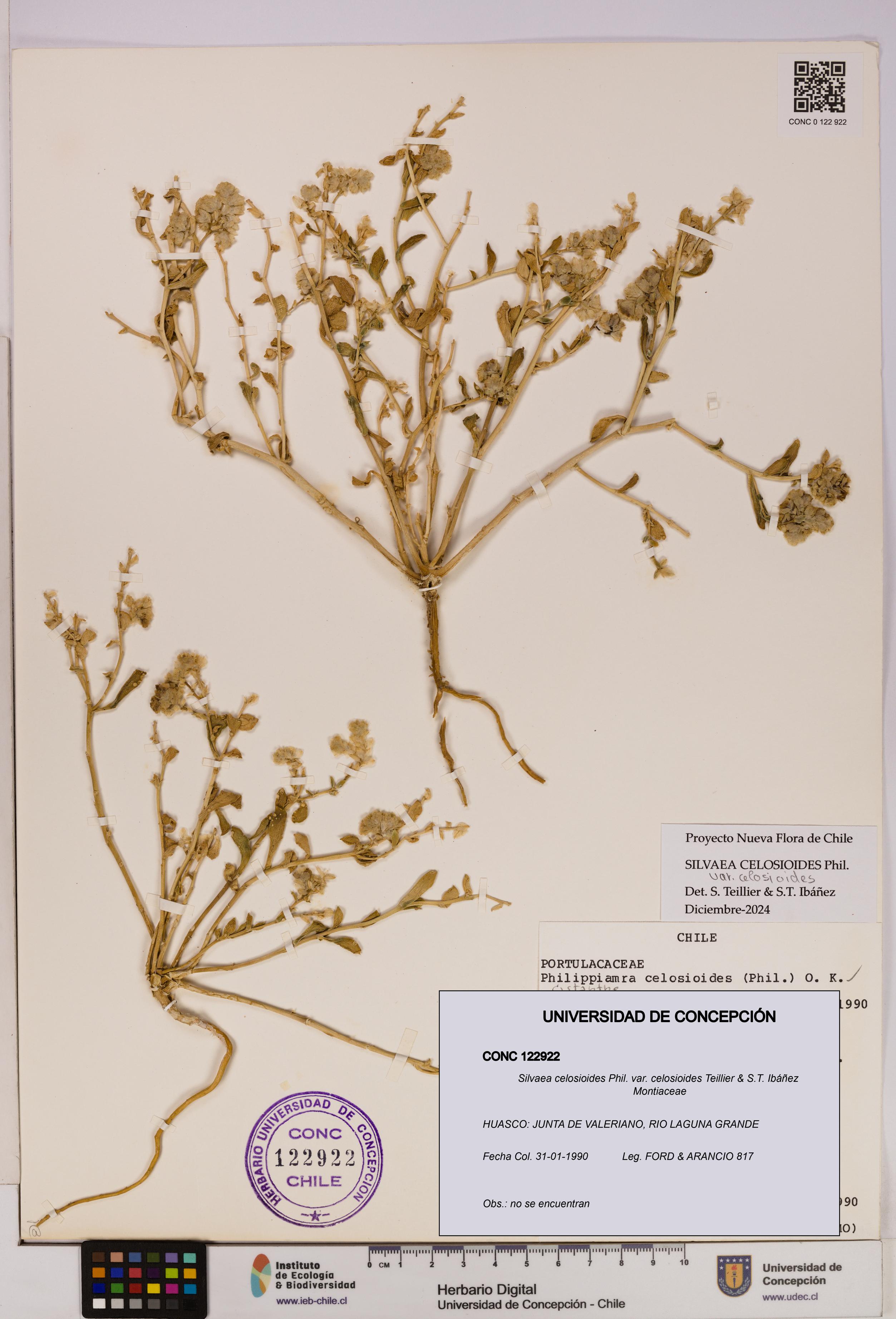 Silvaea celosioides var. celosioides [Espécimen: UDEC:CONC:0122922]