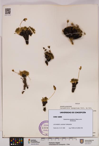Calandrinia caespitosa [Espécimen: UDEC:CONC:0122933]