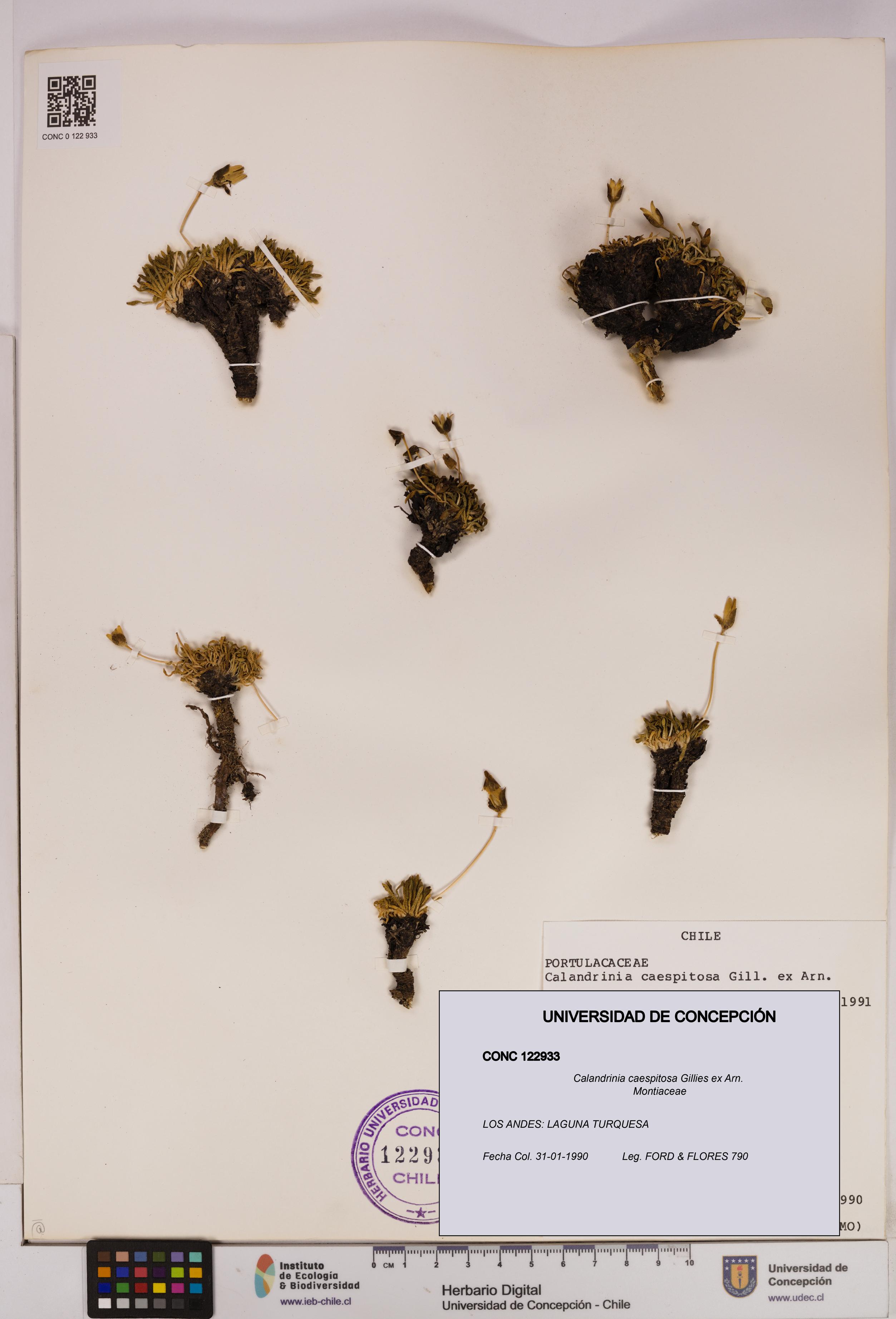 Calandrinia caespitosa [Espécimen: UDEC:CONC:0122933]