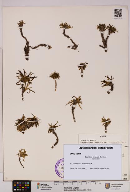 Calandrinia compacta [Espécimen: UDEC:CONC:0122936]