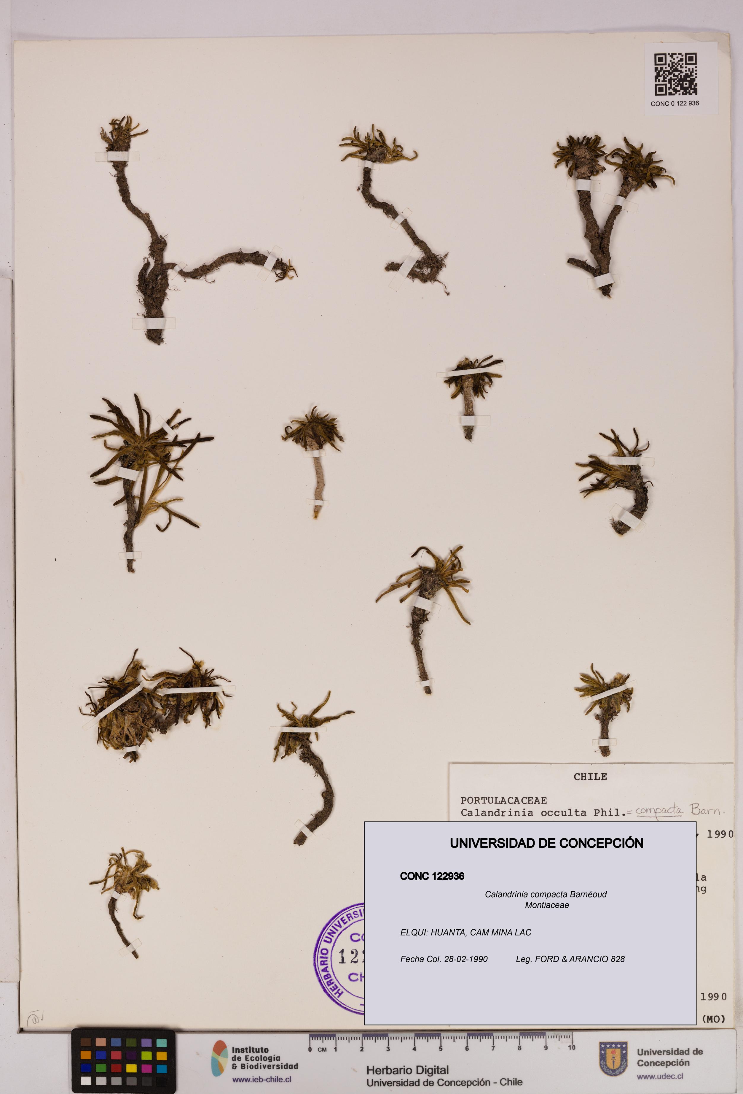 Calandrinia compacta [Espécimen: UDEC:CONC:0122936]