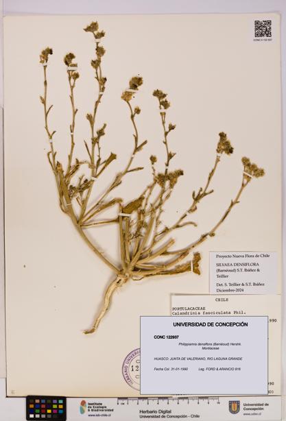Philippiamra densiflora [Espécimen: ]