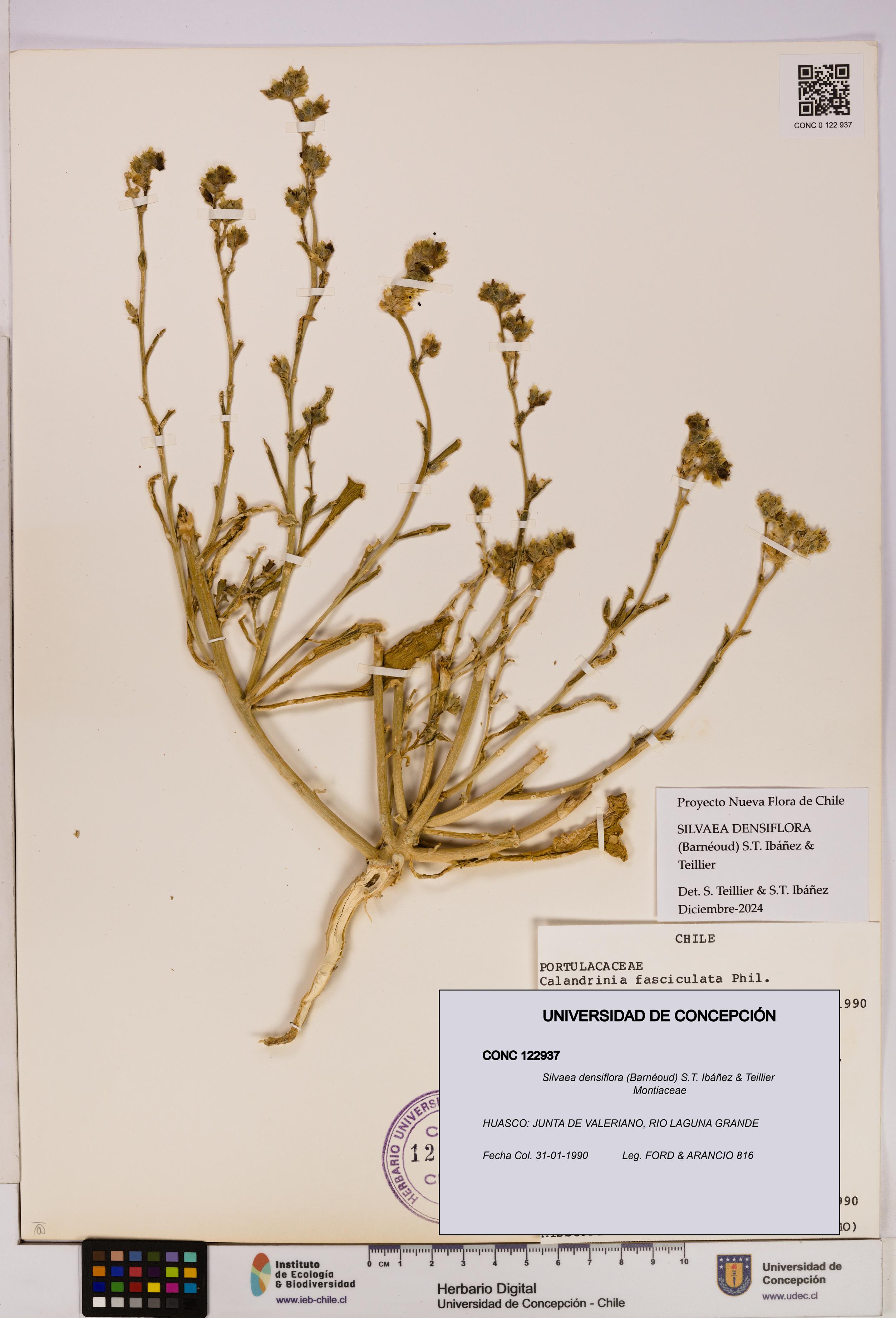 Silvaea densiflora [Espécimen: UDEC:CONC:0122937]