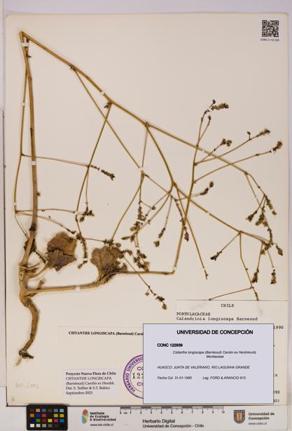 Cistanthe longiscapa [Espécimen: UDEC:CONC:0122939]
