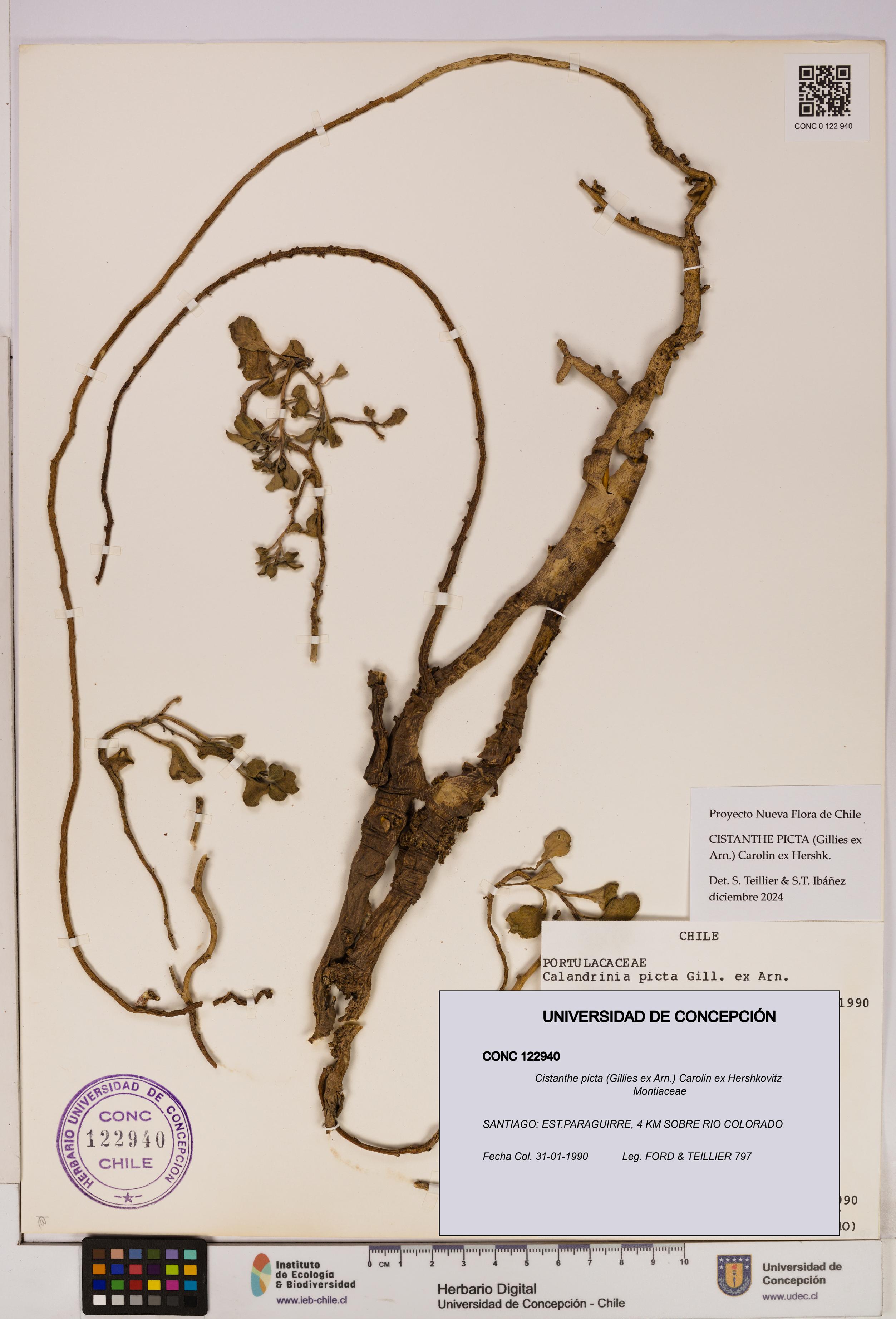 Cistanthe picta [Espécimen: UDEC:CONC:0122940]