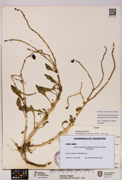 Cistanthe oblongifolia [Espécimen: UDEC:CONC:0122942]