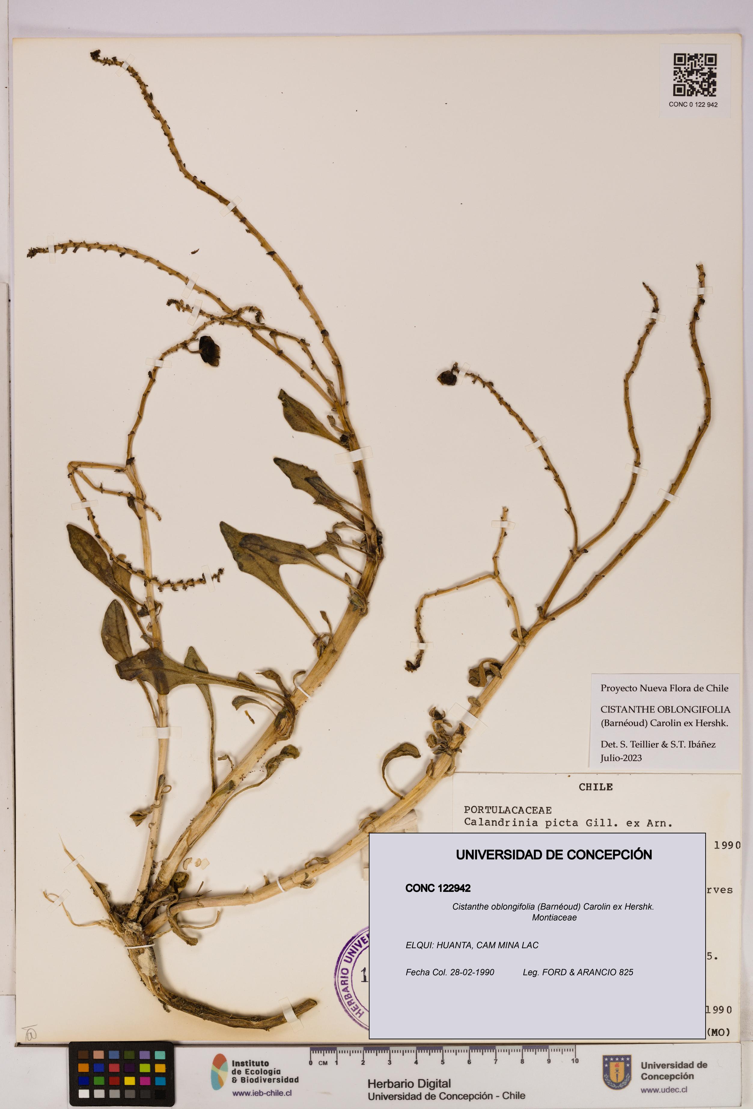 Cistanthe oblongifolia [Espécimen: UDEC:CONC:0122942]