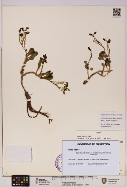 Cistanthe picta [Espécimen: UDEC:CONC:0122947]