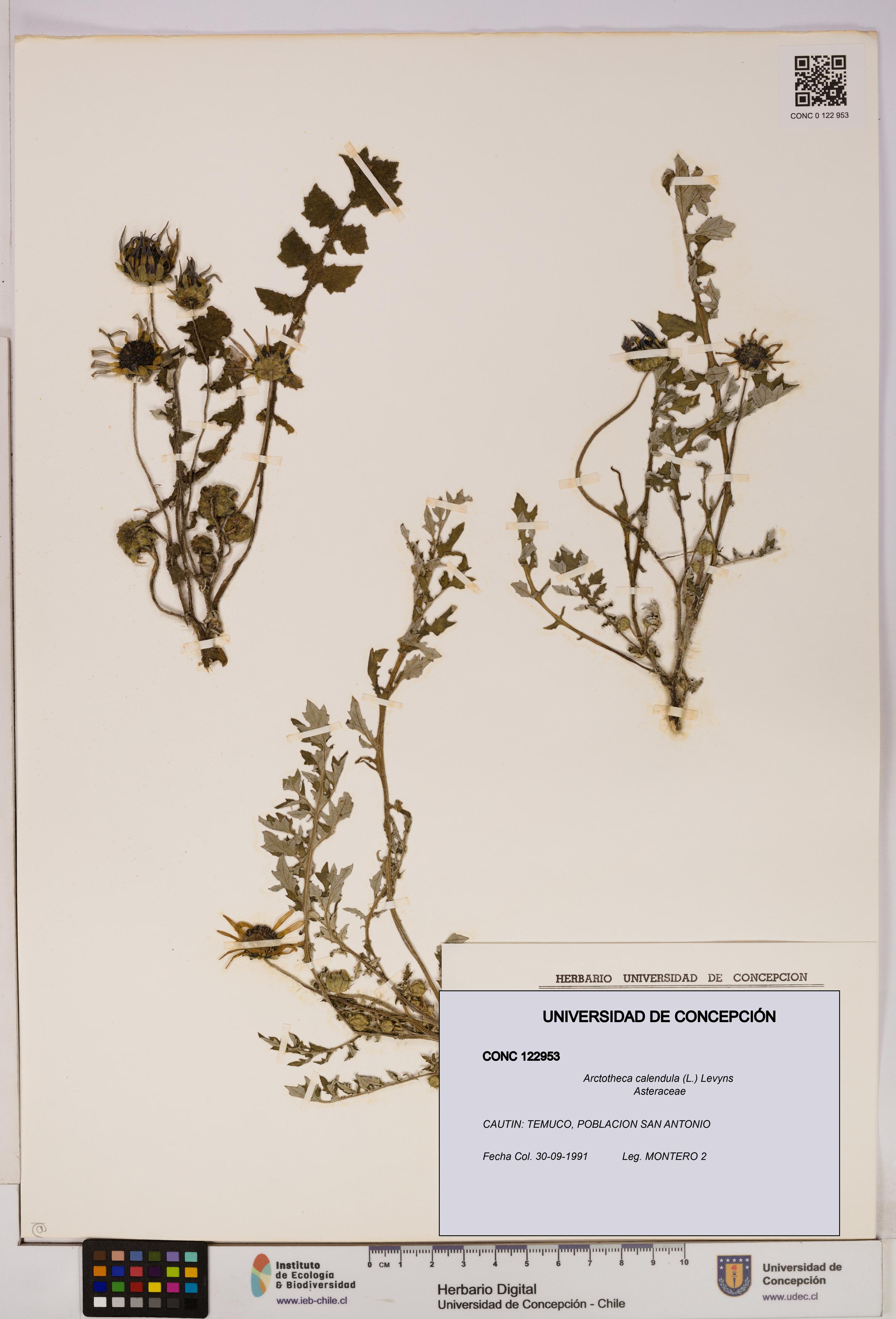 Arctotheca calendula [Espécimen: UDEC:CONC:0122953]