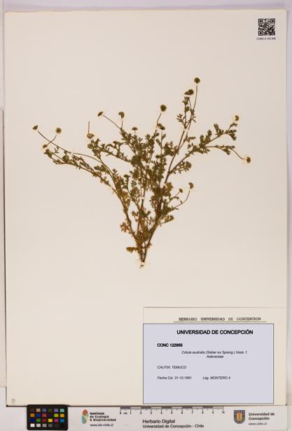 Cotula australis [Espécimen: UDEC:CONC:0122955]