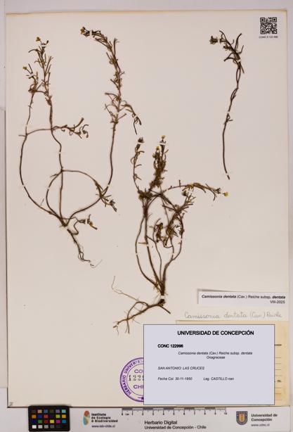 Camissonia dentata [Espécimen: UDEC:CONC:0122996]