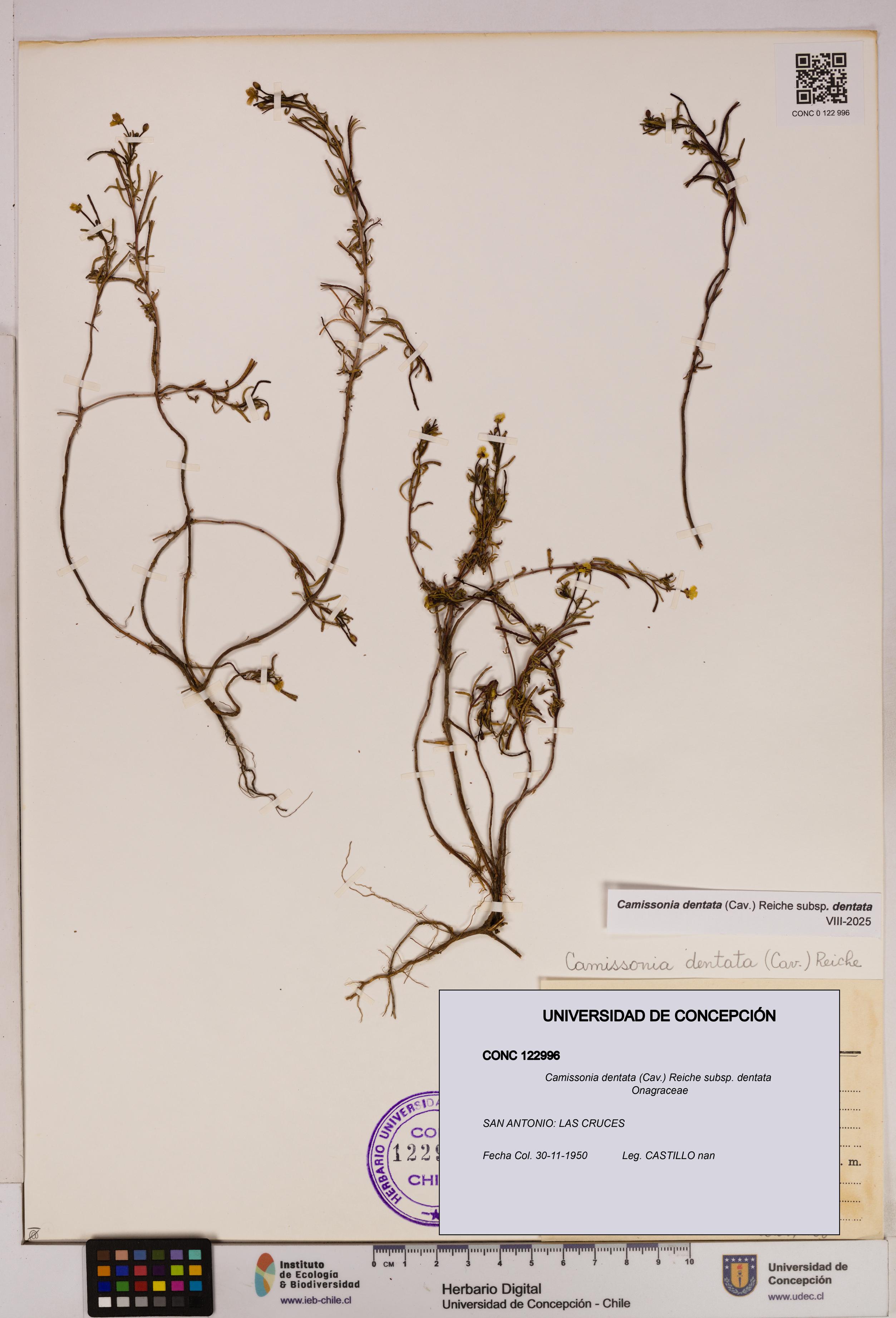 Camissonia dentata [Espécimen: UDEC:CONC:0122996]