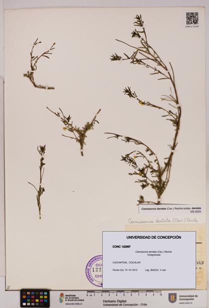 Camissonia dentata [Espécimen: UDEC:CONC:0122997]