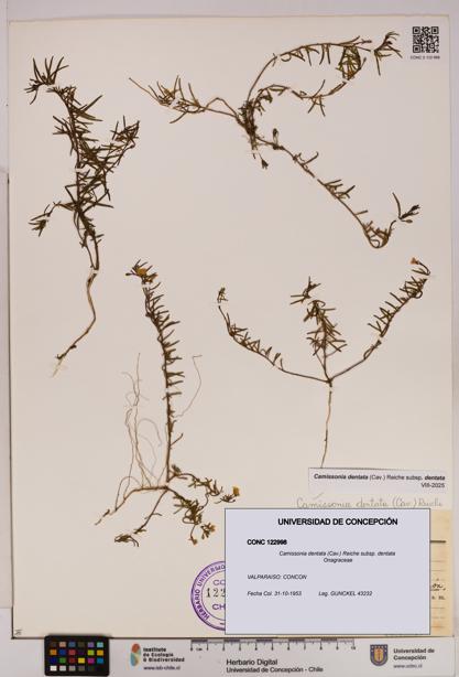 Camissonia dentata [Espécimen: UDEC:CONC:0122998]