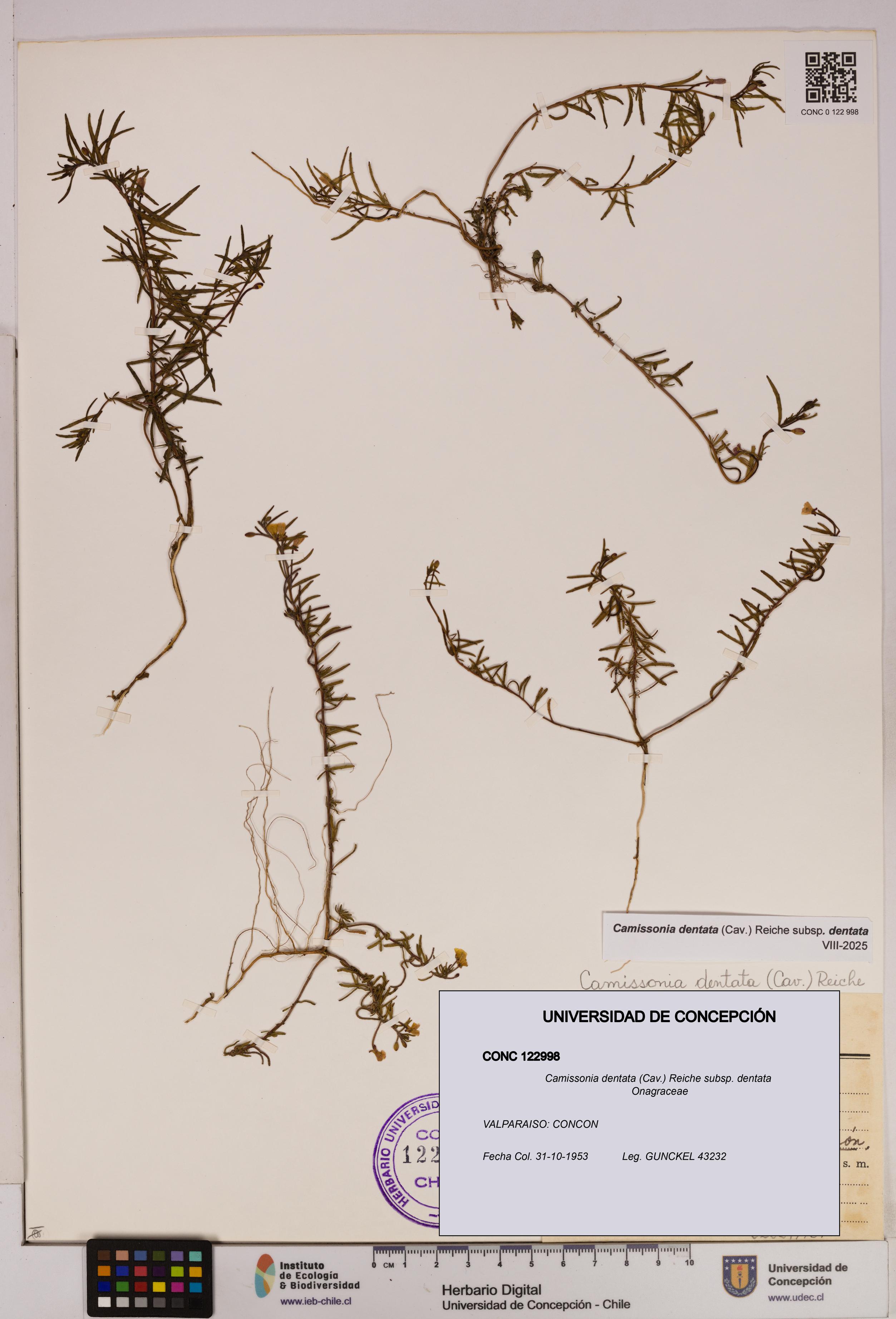 Camissonia dentata [Espécimen: UDEC:CONC:0122998]