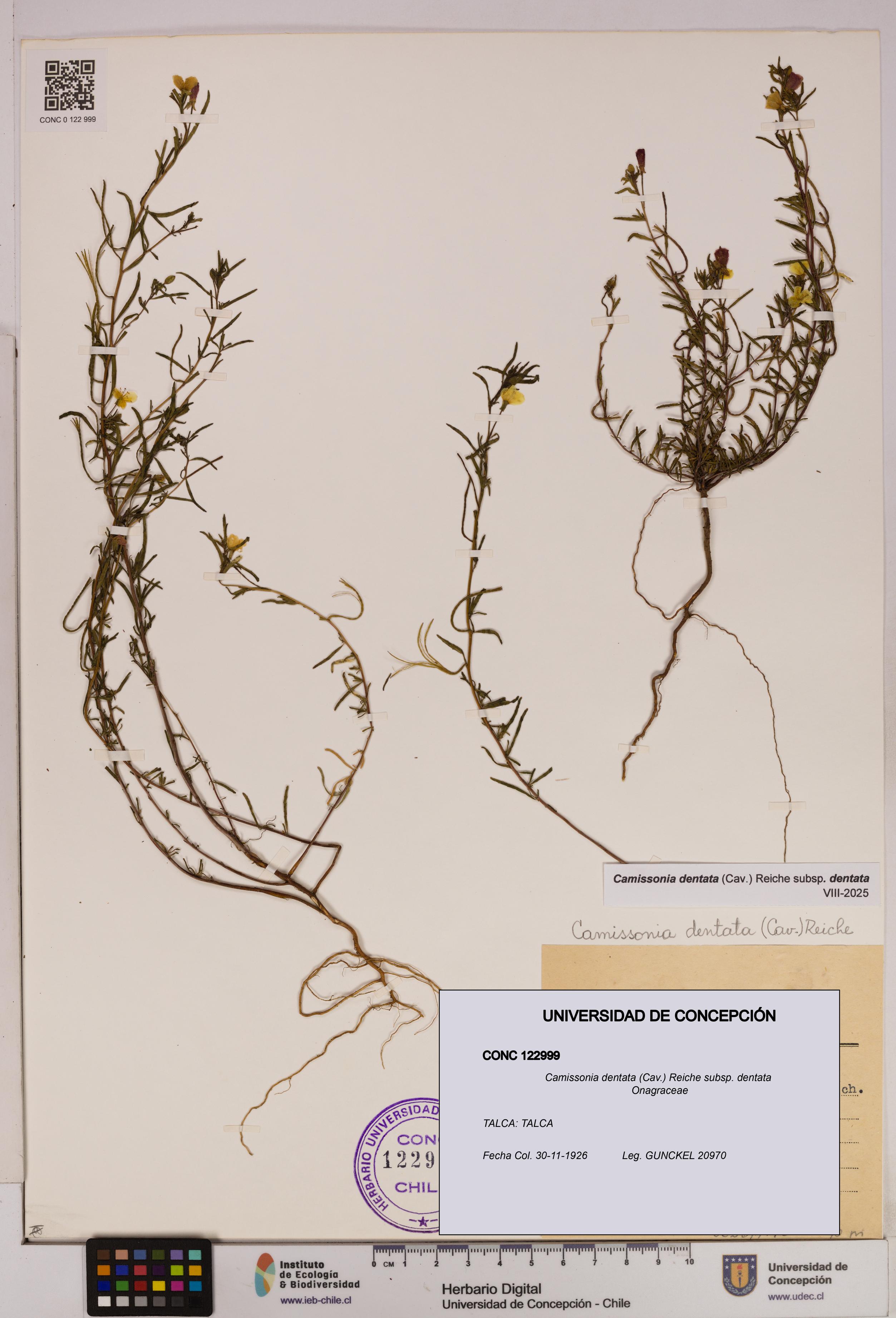 Camissonia dentata [Espécimen: UDEC:CONC:0122999]