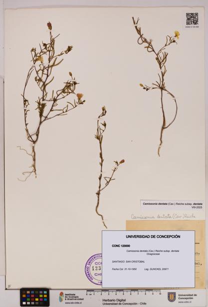 Camissonia dentata [Espécimen: UDEC:CONC:0123000]