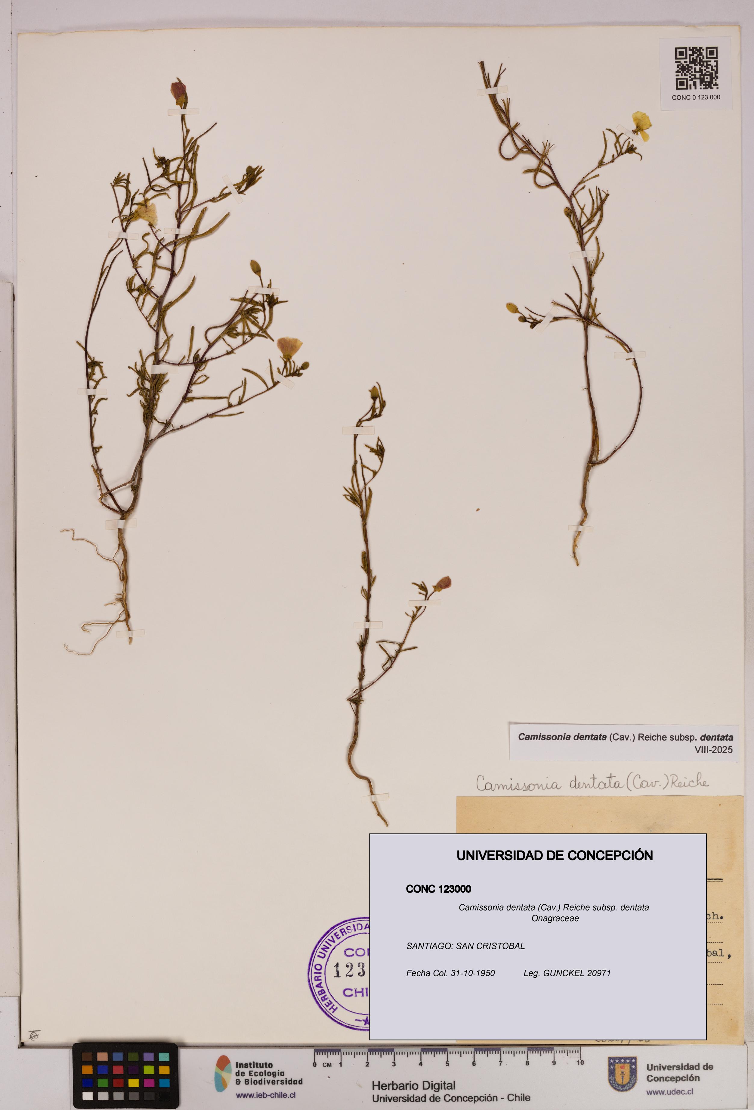 Camissonia dentata [Espécimen: UDEC:CONC:0123000]