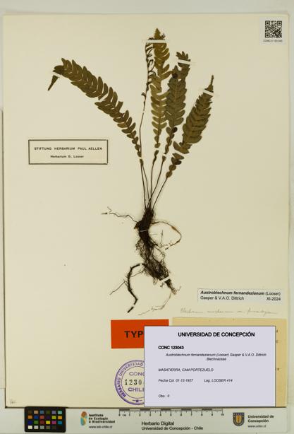 Austroblechnum fernandezianum [Espécimen: UDEC:CONC:0123043]