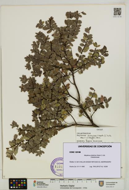 Maytenus disticha [Espécimen: UDEC:CONC:0123186]