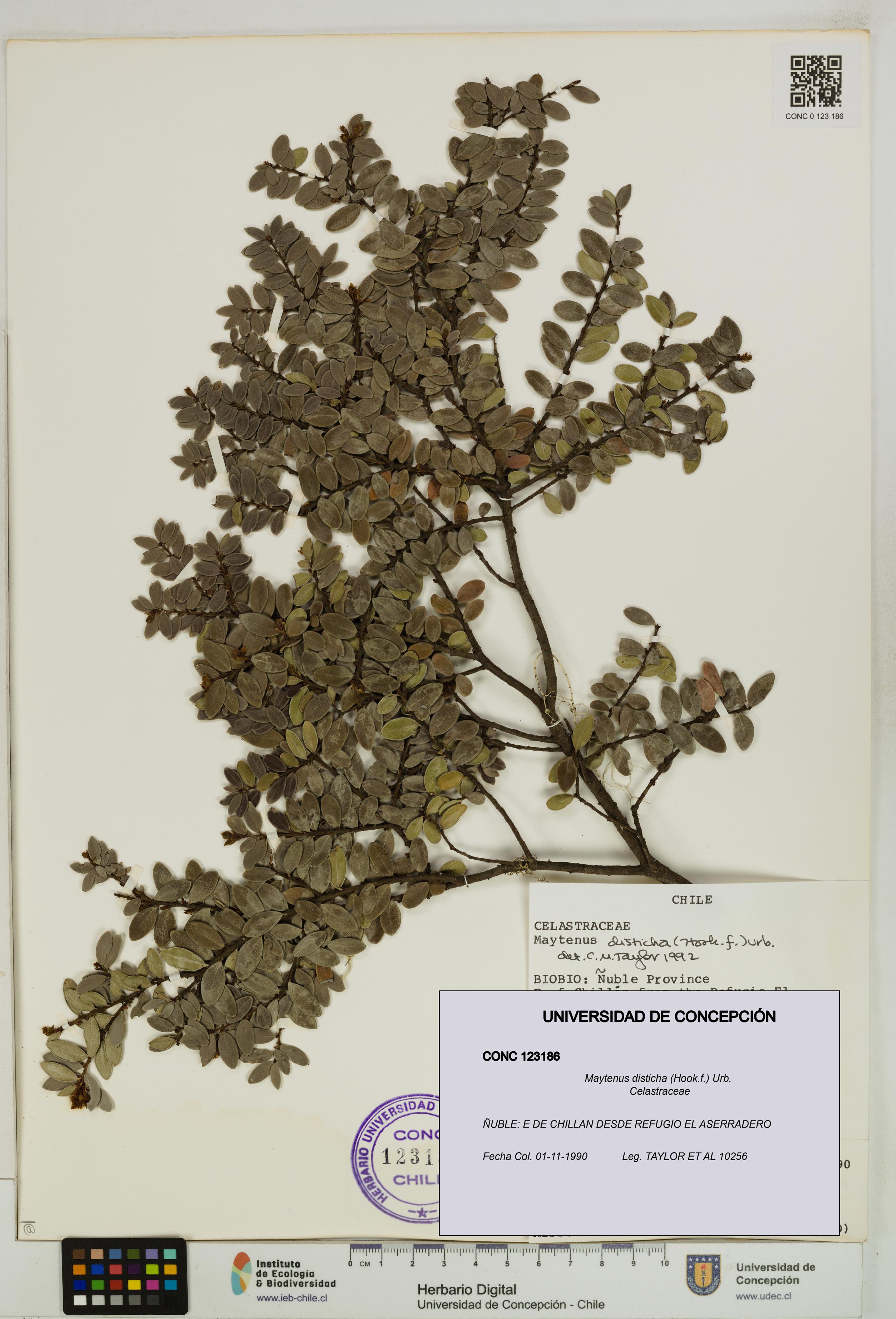 Maytenus disticha [Espécimen: UDEC:CONC:0123186]