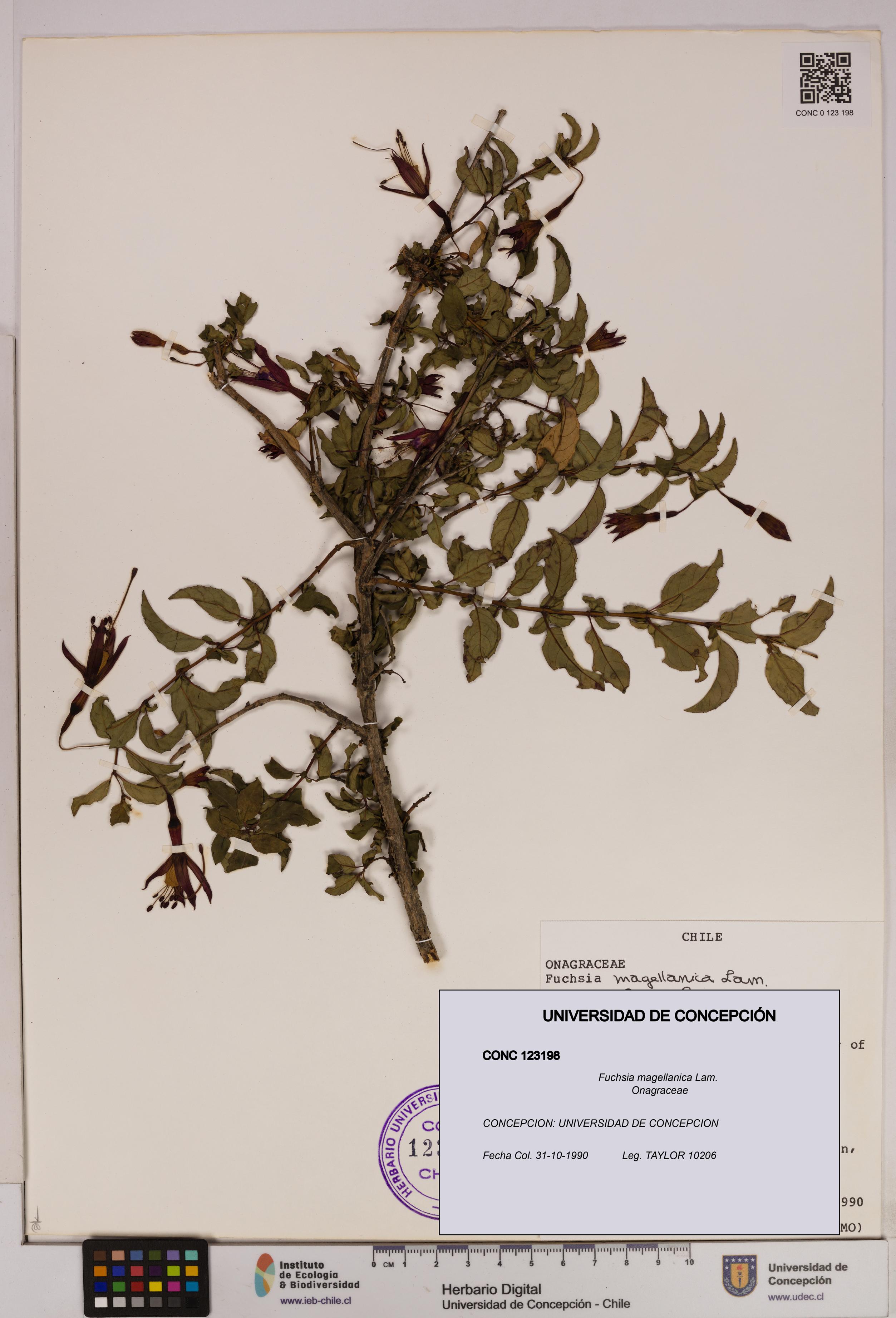 Fuchsia magellanica [Espécimen: UDEC:CONC:0123198]