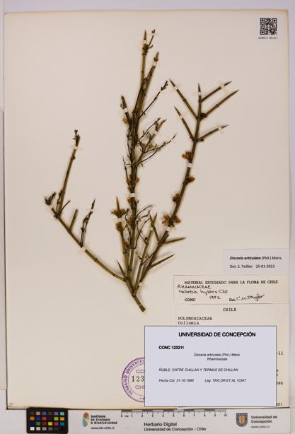 Discaria articulata [Espécimen: UDEC:CONC:0123211]
