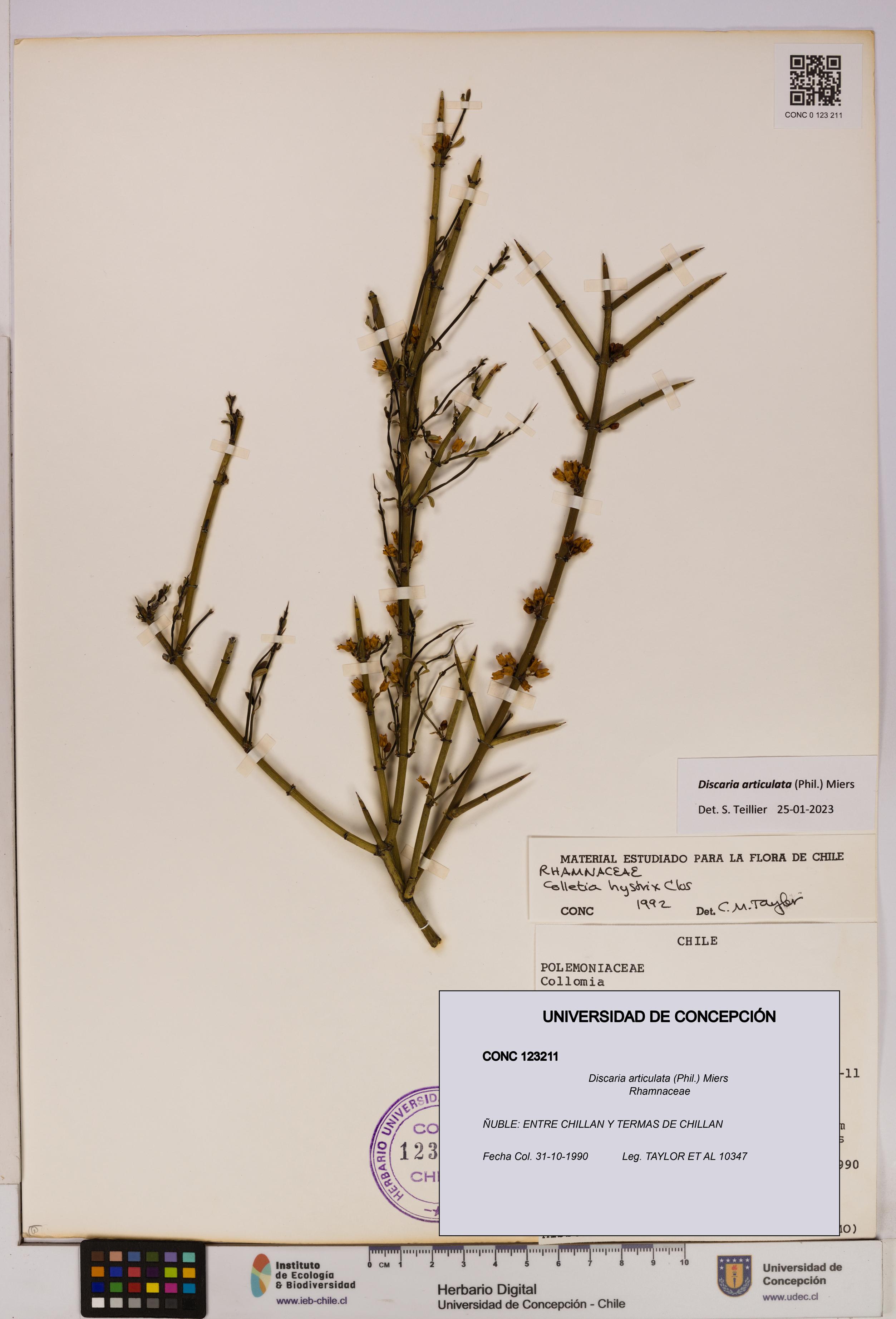 Discaria articulata [Espécimen: UDEC:CONC:0123211]
