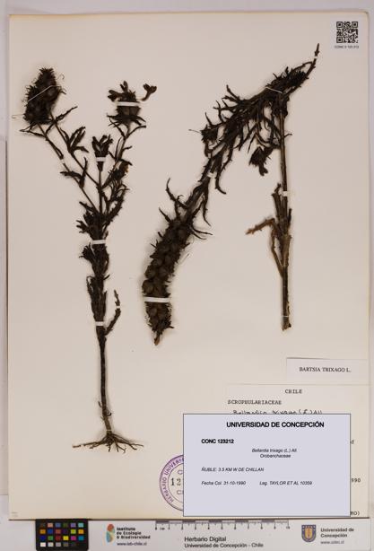 Bellardia trixago [Espécimen: UDEC:CONC:0123212]