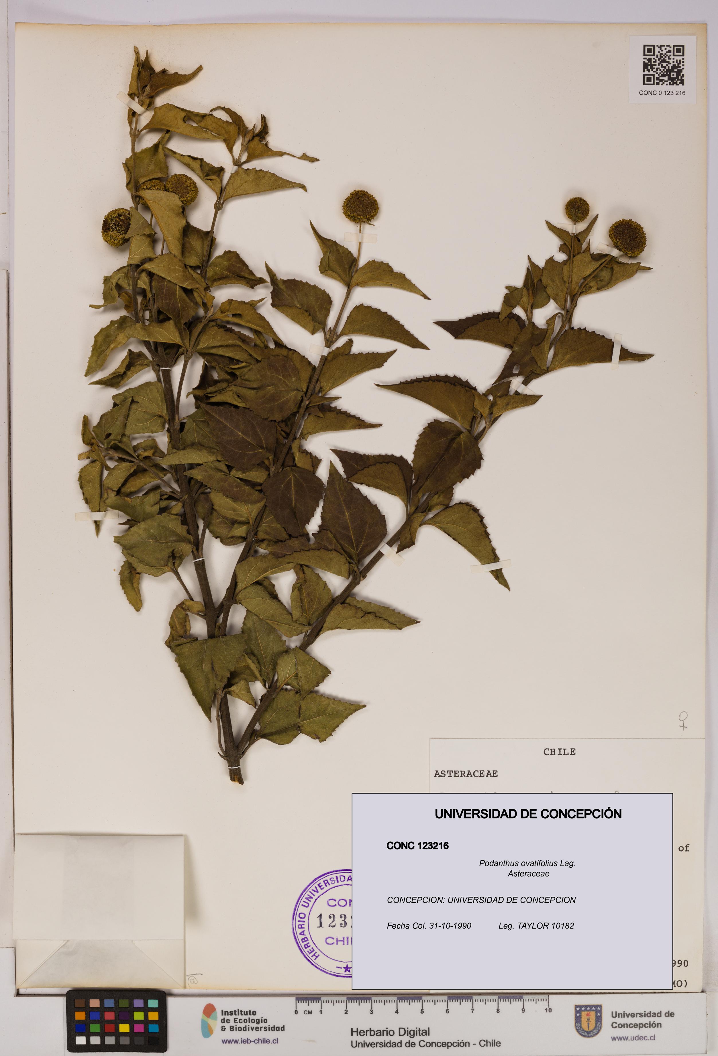 Podanthus ovatifolius [Espécimen: ]
