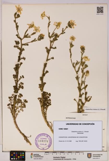 Cladanthus mixtus [Espécimen: UDEC:CONC:0123221]