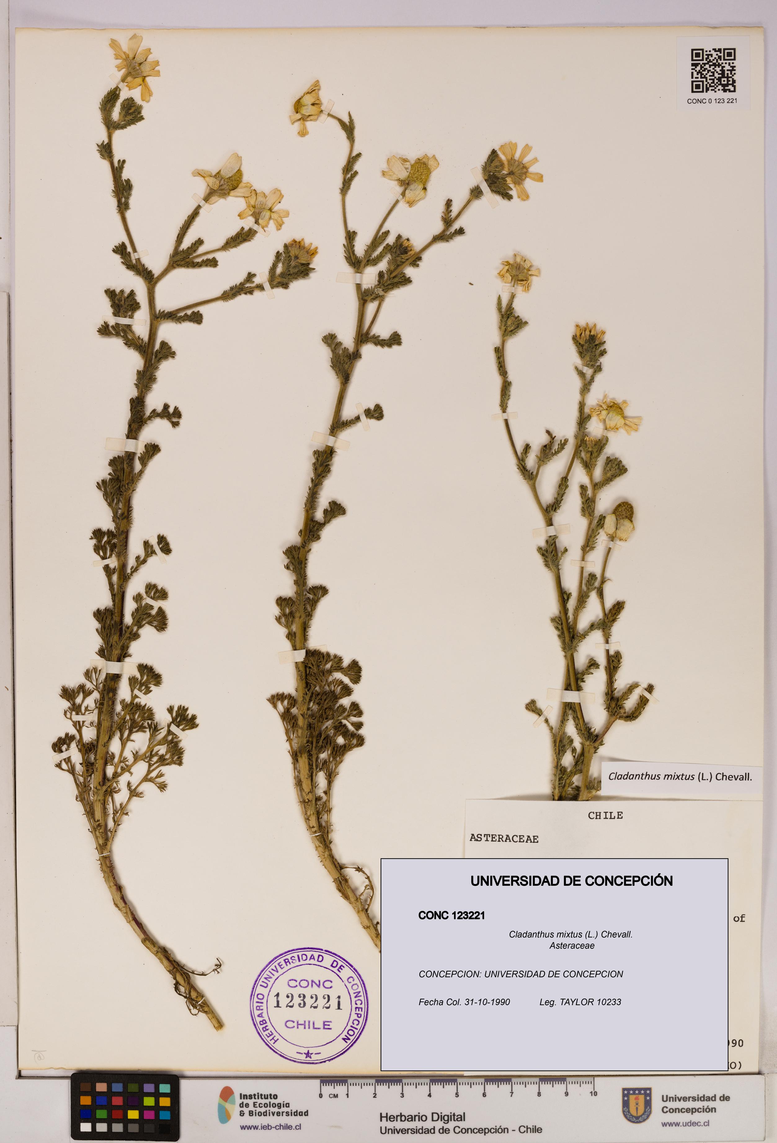 Cladanthus mixtus [Espécimen: UDEC:CONC:0123221]