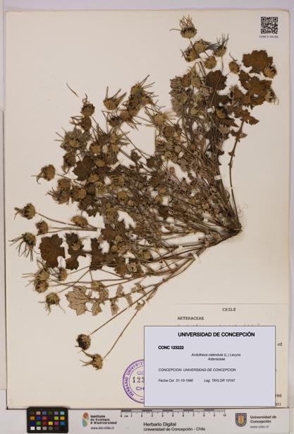 Arctotheca calendula [Espécimen: UDEC:CONC:0123222]