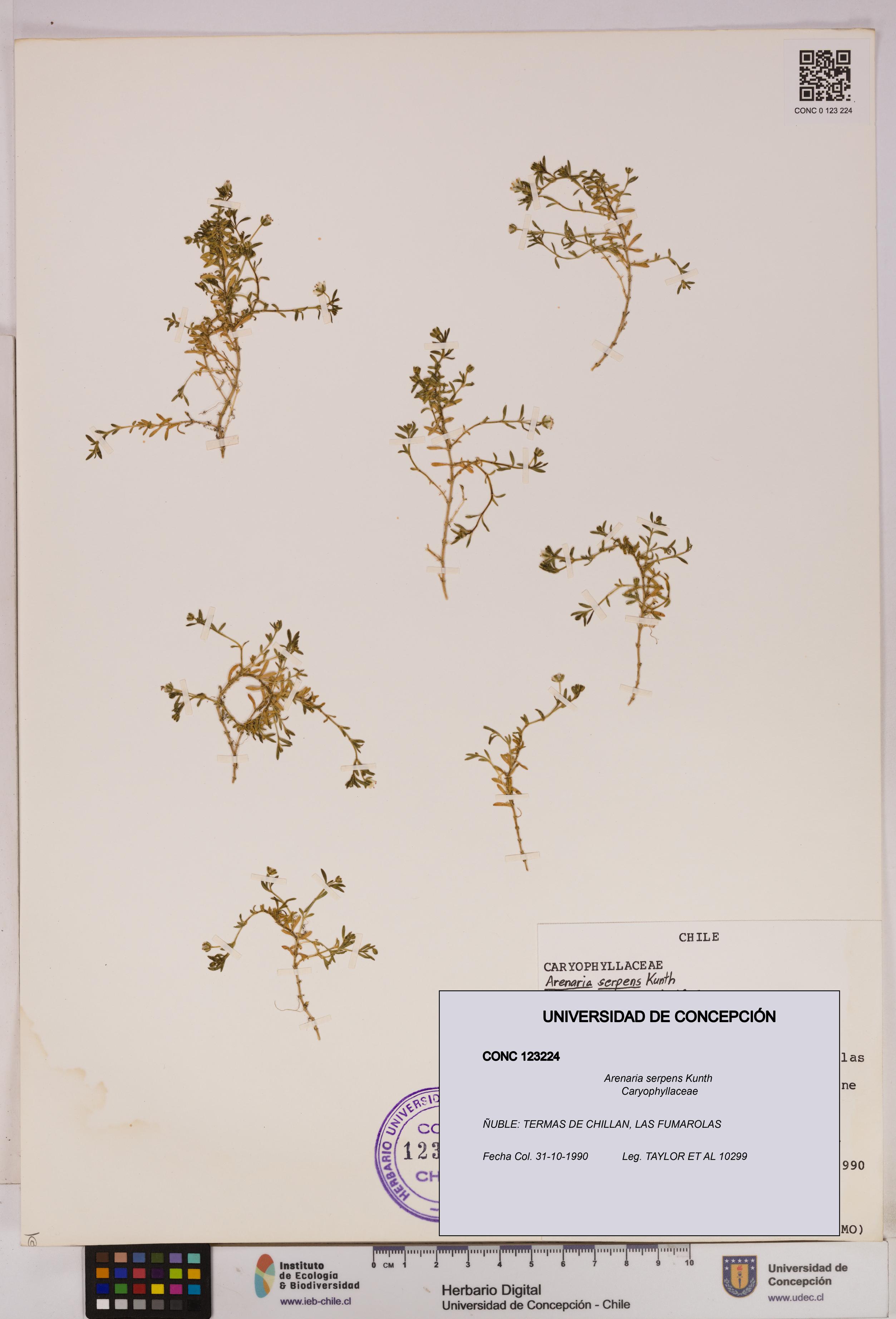 Arenaria serpens [Espécimen: UDEC:CONC:0123224]